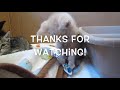 Baby Kitten Plays with Toothbrush