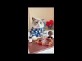 That Little Puff | Cats Make Food 😻 | Kitty God & Others | TikTok 2024 #2