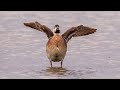 Birds in Mai Po  米埔觀鳥