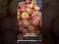 Tomates anciennes par Pascal Poot  Reportage BRUT