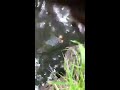 Snapping Turtle Battle