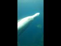 voici un petit vlog du plus grand aquarium d'Europe (Nausicaà)