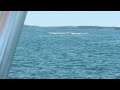 minke whale bay of fundy