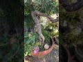 Bonsai garden:สวนบอนไซ