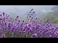 봄비 🌿 Spring Rain ☔️ 4K 영상