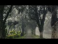 Healing sleep music that will refresh your mind with the sound of rain (ASMR, white noise, 8 hours)