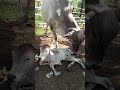 sapi melahirkan