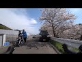 長崎県長崎市琴海戸根町（戸根川の桜）20210327