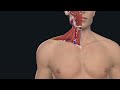Neck Dissection Surgical Anatomy: OR FAQs & Answers [201] Didactic