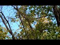 Fall foliage Mississippi River #nature #summer  #GodFamilyCountry #trending #asmr #relax #outdoors