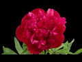 Beautiful Flowers Collection. Time-Lapse of Blooming Flowers.  Floral Time-Lapse. 4k Video UHD.