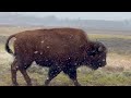 Bison Herd with Babies in a Snowstorm