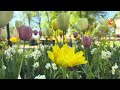 Beautiful Relaxing Music🍀 Springtime with Peaceful Soothing Music🌿