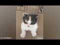 Funniest CATS and DOGS 2024 😂 Funny ANIMALS videos