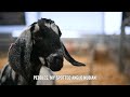 My Guide to Keeping Goats - Things to Know Before You Buy! - Adam Henson - EP8
