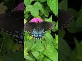 Black Swallowtail