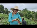 Harvesting Talong Sa Bundok ng mga Katutubong Aeta