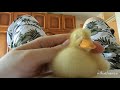 I Are Cute Duckling AWW - Funny Baby Duck Animal