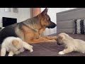 German Shepherd Meets Puppies for the First Time