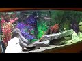 Lake Tanganyika Community Tank!