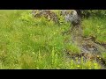 Waterstroompje in het Elfenwoud / Water stream in the Elf Forest