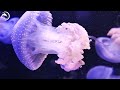 4K Aquarium for Relaxation 🐠 - Coral Reefs and Colorful Sea Life - Relaxing Music