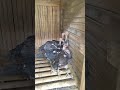 Anak ayam Bangkok usia 2 bulan