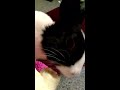 Olive the bunny eats a banana!