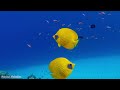Ocean 4K - Sea Animals for Relaxation, Beautiful Coral Reef Fish in Aquarium, 4K Video Ultra HD #4