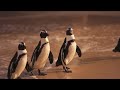 African Penguins: South Africa's Surprise Swimmers