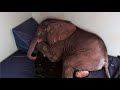 Baby Elephant Cast Aside By His Herd Is Desperately Lonely Until He Meets An Unlikely New Friend