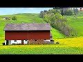 🇨🇭 Flower Valley of Switzerland: Beautiful Appenzell with Wild Dandelions and Green Hills
