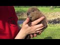 Meet Beatrice, the adorable orphan baby beaver rescued in Kentucky