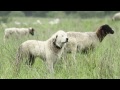 Livestock Guardian Dogs: Working on Common Ground - People & Carnivores