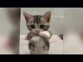 Funniest Animals 2024 🐱🙀😻 Best Funny Cats and Dogs 😹 Cute baby animals