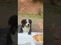 Dog's Pupil Dilate While Watching Person Move Pizza Slice - 1500881