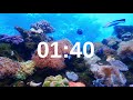 5 Minute Timer Relaxing Music Lofi Fish Background