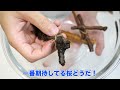 Making PICKLES from TREE BRANCHES【ENG SUB】