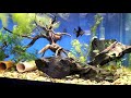Tropical Fish - Amazon Puffer - The Freshwater Community Tank Puffer