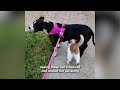 Cat Caught Sneaking Dog Extra Treats 😂 | The Cat Chronicles