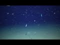 深海への挑戦｜水中カメラ｜水深597ｍの深海生物4K映像～The challenge of the deep sea～No.021