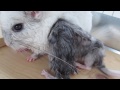 Baby Chinchillas, 10 Minutes Old!