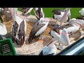 Eksplore Burung Pelikan Timor @AzamCool #ragunanzoo #pelikan