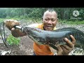 mancing gabus toman