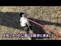 お天気のいい日の散歩を楽しむミックス犬🐶🐾☀️