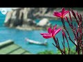 Beach Relaxation Ambience | Peaceful Relaxing Music 4K | Chillout Your Mind