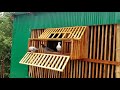How to Build a Cheap Pigeon Loft [Step by Step]