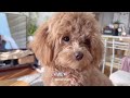 Life with a Maltipoo 🐻🐾💕 sunday puppy vlog 🤎🩷