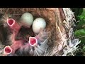 Four Baby Birds -Trailer