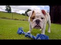 Bulldog Pup Steals Siblings’ Dinner | Wonderful World of Puppies | BBC Earth